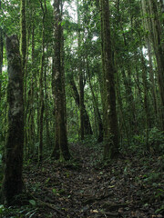 Path in costa rican cloud forest, La Amistad International Park