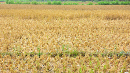 Rice paddy field after harvesting. Rural agricultural. Dry rice plant residues after harvested....