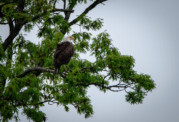 Eagle on perch