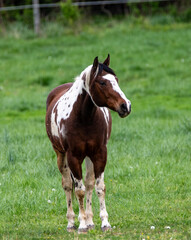 Fototapeta premium horse in the field