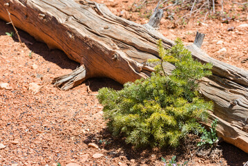A tree stump with a small green plant growing out of it