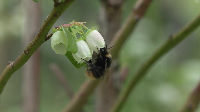 Vaccinium myrtillus