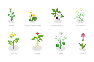 3D Isometric Flat  Set of Healing Herbs, Herbal Medicine