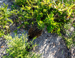Echidna in bush at Sydney Heads. Sydney North Heads National Park, Australia.