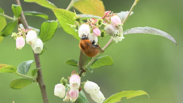 Vaccinium myrtillus