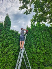 A man wearing a grey shirt and blue shorts is using a gas-powered hedge trimmer while standing on an aluminum ladder to trim a tall, healthy green hedge outdoors. The ladder is placed on level ground. © katrin888