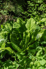 Western Skunk Cabbage Lysichiton americanus