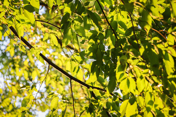 yellow leaves