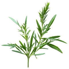 Naklejka premium Tarragon, herbal medicine isolated on transparent background