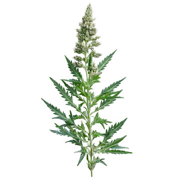 Mugwort, herbal medicine isolated on transparent background