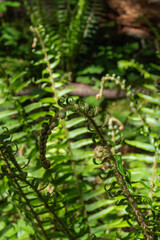 sword fern (polystichum munitum)
