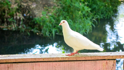 pigeon on the wooden fence. white dove in the park near pond. White dove as symbol of peace and pure love.