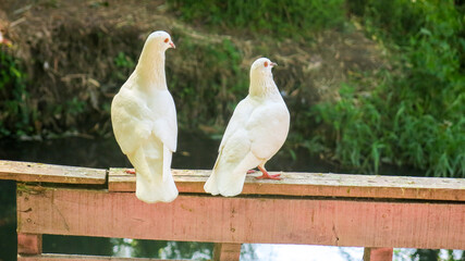 pigeons on the wooden fence. couple of white dove in the park near pond. dove as symbol of love and...