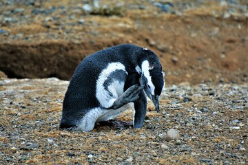 Fototapeta premium Life and behaviour of Magellanic penguin (Spheniscus magellanicus) observed on the Magdalena Island, a small island in the Strait of Magellan (Chile)