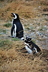 Life and behaviour of Magellanic penguin (Spheniscus magellanicus) observed on the Magdalena...
