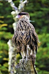 The crested caracara (Caracara plancus, Falconidae family) observed in Tierra del Fuego National Park (Argentina, southernmost South America)