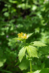 largeleaf avens (Geum macrophyllum)