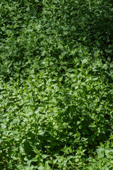 Green groundcover