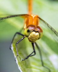 close up of a dragonfly