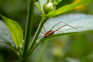 spider on a leaf