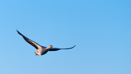 lone goose flying in the blue sky