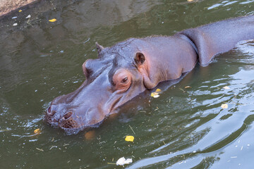 hippo swimming in a safari zoo in Puebla Mexico