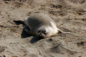 A seal sleeping on a sandy beach in California
