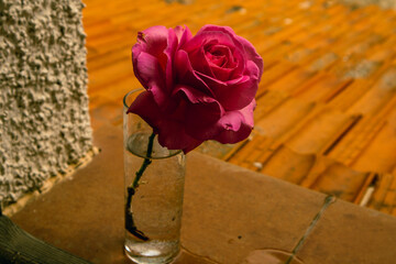Realistic macro shot of a clear glass beaker with a single pink fragrant rose. Floral spring decor...