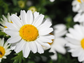 可愛いノースポールの花