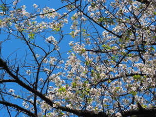 青空とソメイヨシノの花