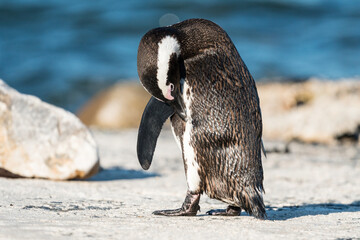 African or Cape penguin (Spheniscus demersus) on the beach close up preening itself at Betty's bay, South Africa
