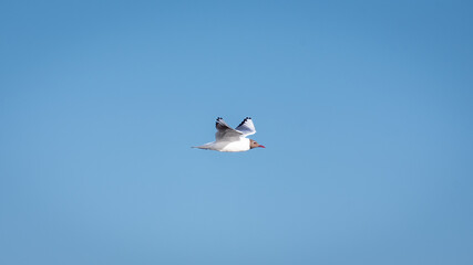 black-headed gull flying in the tablas de daimiel national park, Spain 