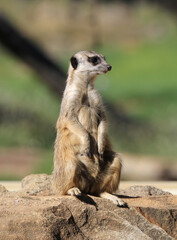 Meerkat standing on guard on a rock surface