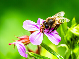 European Honey Bee, Apis mellifera, bee on pink flowers