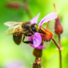 European Honey Bee, Apis mellifera, bee on pink flowers