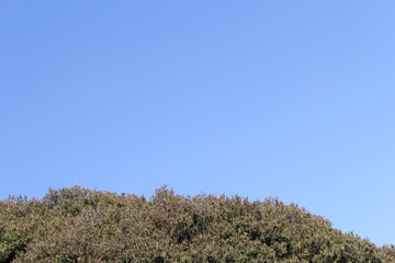 Canopy of a tree against a blue sky background