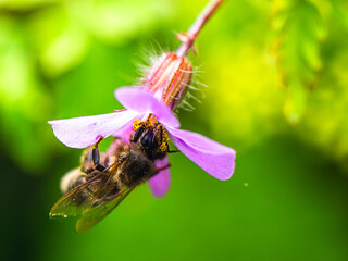 European Honey Bee, Apis mellifera, bee on pink flowers