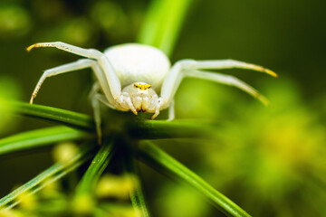Flower Crab Spider, Misumena