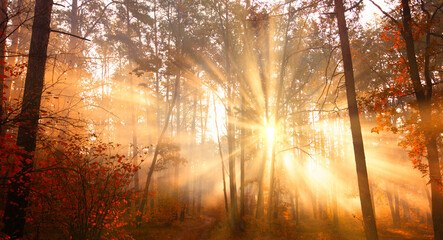 Sunrise through misty autumn forest