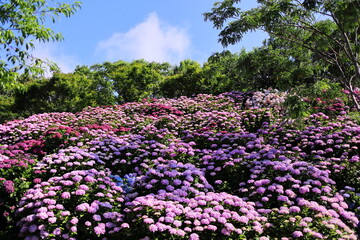 青空とカラフルな紫陽花