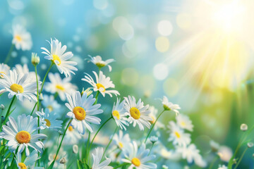 meadow with daisies, beautiful spring background, blue sky and sun rays