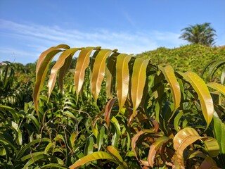 Kalakai plants (Stenochlaena Palustris) in the morning © RMX IMG