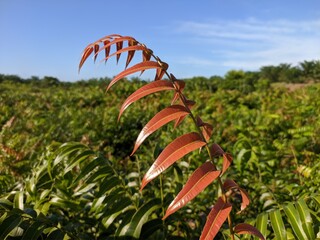 Kalakai plants (Stenochlaena Palustris) in the morning © RMX IMG