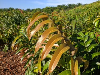 Kalakai plants (Stenochlaena Palustris) in the morning © RMX IMG