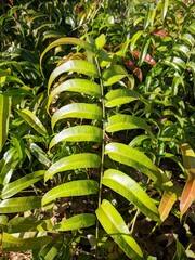 Kalakai plants (Stenochlaena Palustris) in the morning © RMX IMG