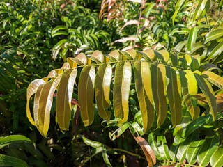 Kalakai plants (Stenochlaena Palustris) in the morning © RMX IMG