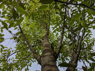 Gaharu tree (Aquilaria malaccensis) in tropical nature borneo