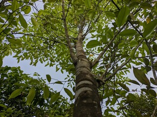 Fototapeta premium Gaharu tree (Aquilaria malaccensis) in tropical nature borneo
