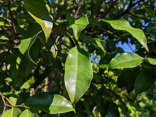 young gaharu leaves in the morning