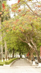 Flamboyant tree in Vietnam